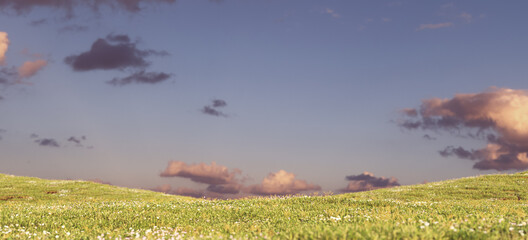 Green Grass Hill Pink Sunset Sky Spring Flower Meadow Ornamental Japan Landscape 3d Illustration render	