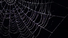 Sparkling Spider Web With Water Drops Swaying In Wind At Night. Scary Halloween Decoration. Slow Motion. Close Up.