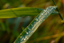 Gras Wasser Tropfen Tau Halm Regen Makro Nahaufnahme Details Sonne Reflektion Spiegelung Linse Natur Grün Licht Oberflächenspannung Rund Tröpfchen Schauer Gewitter Sommer Durchscheinend Transluzent 