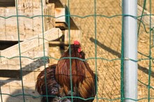An Isolated Brown Rooster In The Chicken Coop Behind The Metal Fence (Umbria, Italy, Europe)
