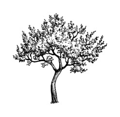 Wall Mural - Blooming cherry tree.