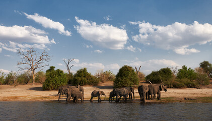 Poster - Herd of elephants (Loxodonta africana).