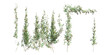 Leinwandbild Motiv Climbing plants creepers isolated on white background 3d illustration