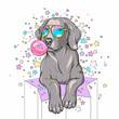 Cute weimaraner dog on a background of stars. Dog with bubble gum Image for printing on any surface
