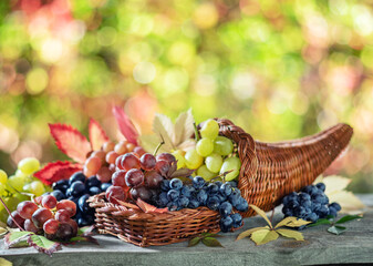 Wall Mural - Bunches of grapes on old wooden table and blurred colorful autumn background. Variety of ripe colorful grapes as the symbol of autumn cornucopia or abundance.