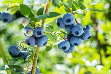 Ripe Blueberries (bilberry) On A Blueberry Bush On A Nature Background.