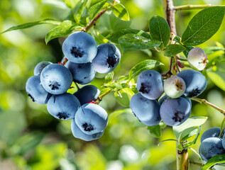 Ripe blueberries (bilberry) on a blueberry bush on a nature background.