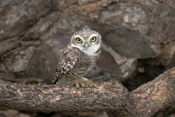 Wall Mural - spotted owlet, athene brama closeup, india