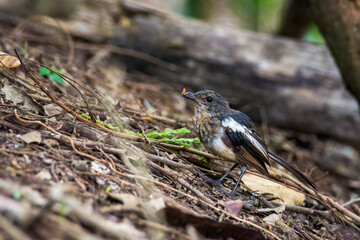 Sticker - Beautiful male Oriental Magpie-Robin on the bamboo pole, Magpie Robin (Copsychus saularis)