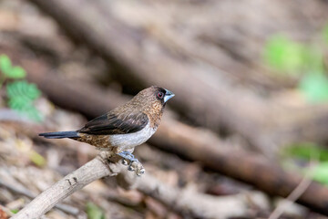 Wall Mural - scaly breasted munia or spotted munia