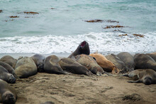 Elephant Seal Rising Head Up With Open Mouth Among Other Elephant Seals Sleeping Resting Laying On Beach | Elephant Seals Colony On Shore Of California Coast At Piedras Blancas Elephant Seal Rookery