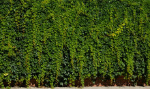 The Texture Of A Viable Green Hedge. Wallpaper With Green Leaves. Hedge Background. The Hedge Fence Is Taken In Close-up