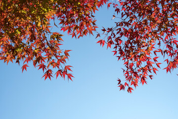 Wall Mural - Japanese red maple leaves against blue sky, copy space　紅葉したもみじと青空 コピースペース