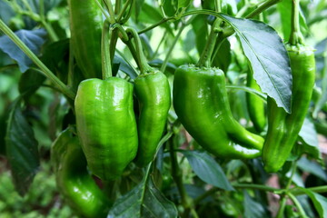 green chili pepper or chilli pepper ready to harvest on plant in garden