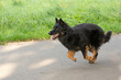 Dog breed Chodsky dog, running