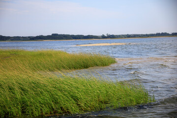 Wall Mural - Seagrass blowing in the wind by the ocean