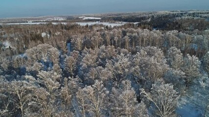 Wall Mural - Aerial Shot of  Snow White Forest Covered With Hoarfrost.