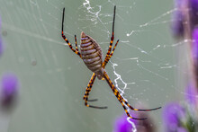 A Black And Yellow Garden Spider Making Webs. Species Argiope Aurantia. Animal Life. Wild Life.