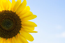 Sunflower On Sky Background With Copy Space.
