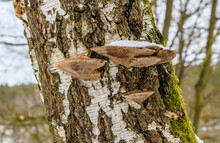Polypores On Birch Tree Trunk