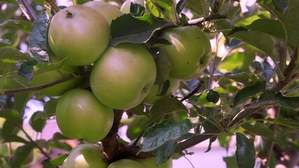 Wall Mural - Apples on branch at the sunset. Delicious green applestreesingle fruit on a branchorchardfarmhorticulture