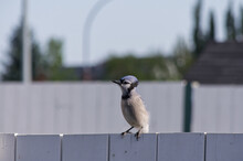A Young Blue Jay On A Fence