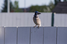 A Young Blue Jay On A Fence