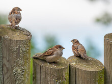 House Sparrows (passer Domesticus) On A Garden Fence