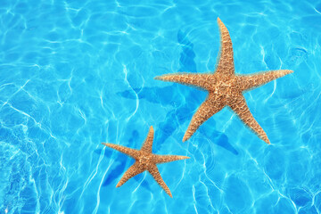 Poster - Beautiful sea stars on clear blue water, top view