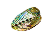 Iris Galiotis, The Common Name For The Black-footed Paua Or Rainbow Abalone, Is A Species Of Edible Sea Snail And Sea Gastropod Mollusc In The Haliotidae Family. Green Iridescent Perdamage Color.