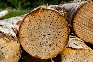 Poster - birch logs lie stacked in nature