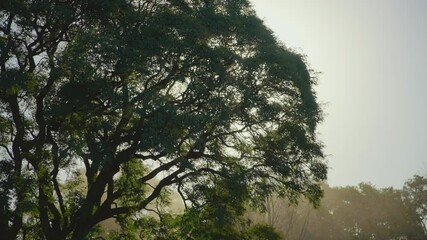 Big Tipa tree in the park
Against the light, in a sunset of a sunny day, you can see how the wind gently moves the leaves of the tree. There is a dense atmosphere from the dust raised by the wind.
