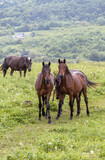 Fototapeta Konie - Two brown horses look into the camera. The horses graze in the mountains among the green grass. The concept of cattle breeding.