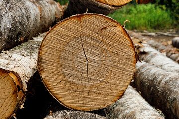 Wall Mural - birch logs lie stacked in nature