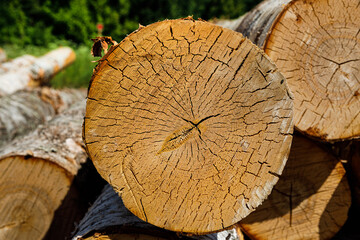 Poster - birch logs lie stacked in nature