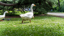 White Geese Walking In A Group In The Grass, View Near The Ground