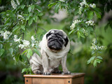 Fototapeta Psy - Cute beige pug sitting on a chair in the garden under the branches of bird cherry. High quality photo
