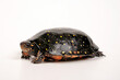 Spotted turtle // Tropfenschildkröte (Clemmys guttata)