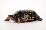 Tropfenschildkröte // Spotted turtle (Clemmys guttata)