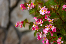 Pink Begonia Flowers Close-up On A Stone Wall Background With Place For Text