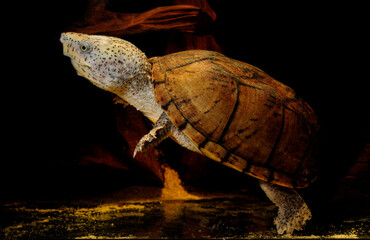 Canvas Print - Loggerhead musk turtle // Zwerg-Moschusschildkröte, Kleine Moschusschildkröte (Sternotherus minor)