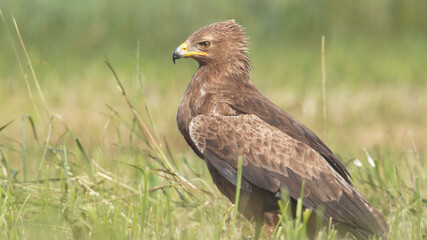 Wall Mural - Lesser spotted eagle. Bird of prey in grass. Clanga pomarina