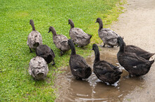 Genk, Belgium - August 11, 2021: Domein Bokrijk. Closeup Of Flock Of Black Ducks Walking From Water Onto Green Grass At Farm.k Of Black Ducks On Farm, Domein Bokrijk, Genk, Belgium