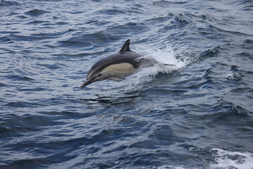 Sticker - dolphin jumping out of water