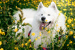 Pies rasy samoyed leży w kwiatach