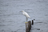 Fototapeta Zwierzęta - Snowy white egret