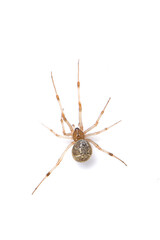 Wall Mural - brown spider isolated on white background