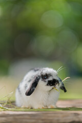 Sticker - rabbit eating grass with bokeh background, bunny pet, holland lop
