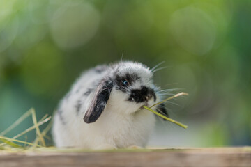 Poster - rabbit eating grass with bokeh background, bunny pet, holland lop
