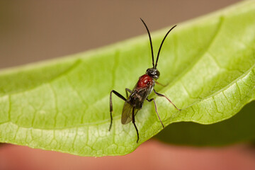 Canvas Print - Macro shot of a braconid wasp on plant leaf in the meadow